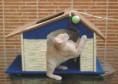 CASA JUEGO PARA GATOS